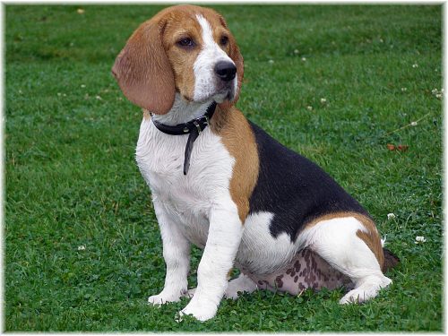 beagle-1.jpg